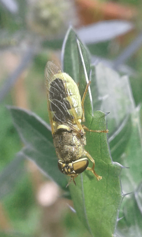 Odontomyia sp. (Stratiomyidae)?  S